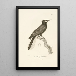 RenPrimevre Lesson - Centurie zoologique Pl07.webp