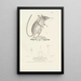 Centurie zoologique Pl12 - René Primevère Lesson — indrammet kunstværk på væggen