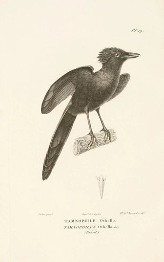 RenPrimevre Lesson - Centurie zoologique Pl19.webp