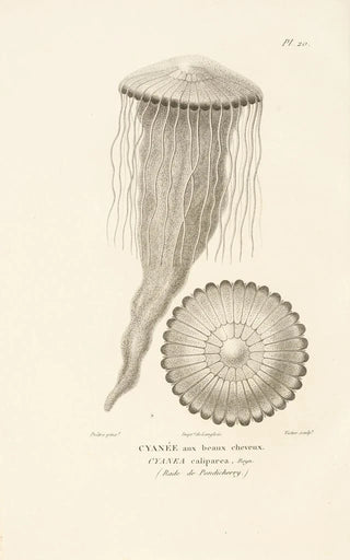 RenPrimevre Lesson - Centurie zoologique Pl20.webp