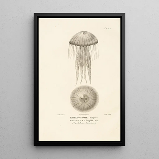 RenPrimevre Lesson - Centurie zoologique Pl25.webp