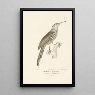 RenPrimevre Lesson - Centurie zoologique Pl32.webp