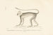 Centurie Zoologique Pl40 - René Primevère Lesson — visning af kunstværket