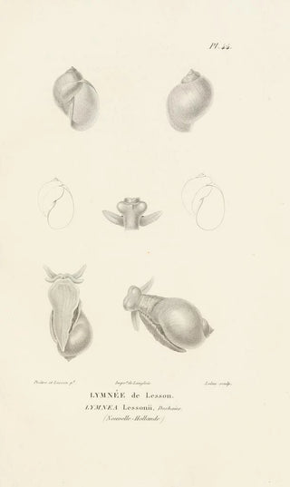 RenPrimevre Lesson - Centurie zoologique Pl44.webp