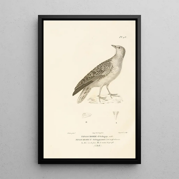 Centurie zoologique Pl48 - René Primevère Lesson — indrammet kunstværk på væggen