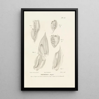 RenPrimevre Lesson - Centurie zoologique Pl56.webp