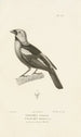 Centurie zoologique Pl57 - René Primevère Lesson — visning af kunstværket