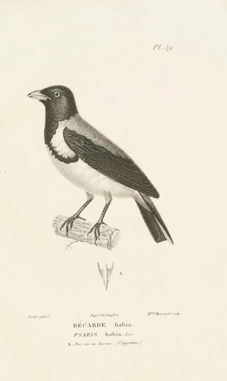 RenPrimevre Lesson - Centurie zoologique Pl58.webp