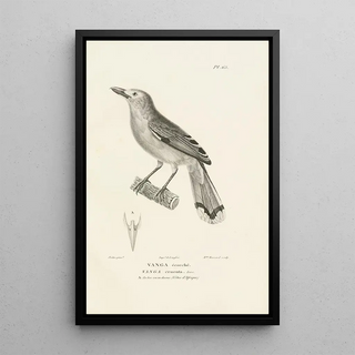 RenPrimevre Lesson - Centurie zoologique Pl64.webp