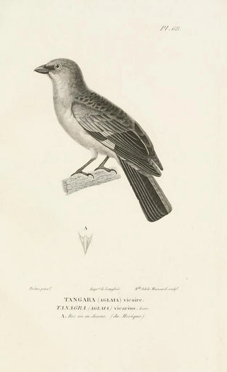 RenPrimevre Lesson - Centurie zoologique Pl67.webp