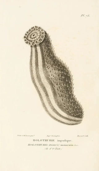 RenPrimevre Lesson - Centurie zoologique Pl77.webp