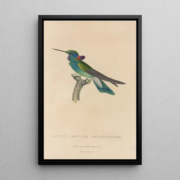 Histoire naturelle des oiseaux-mouches Pl01 - René Primevère Lesson — indrammet kunstværk på væggen