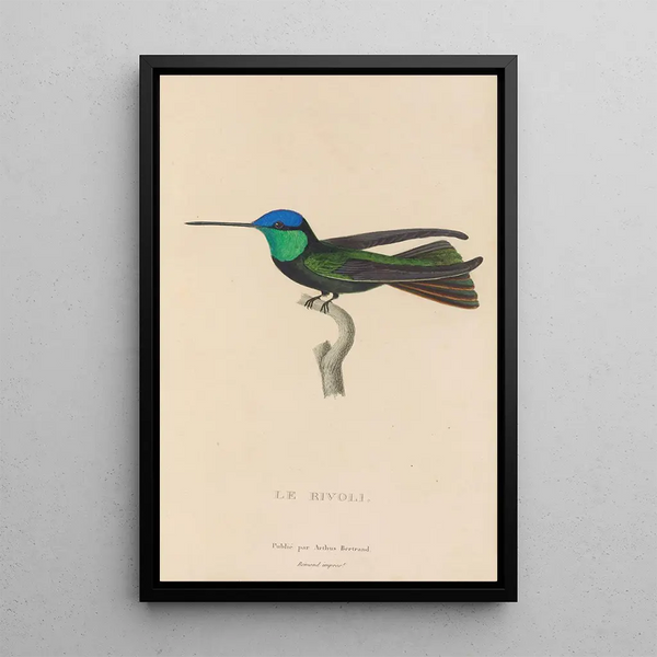 Histoire naturelle des oiseaux-mouches Pl04 - René Primevère Lesson — indrammet kunstværk på væggen