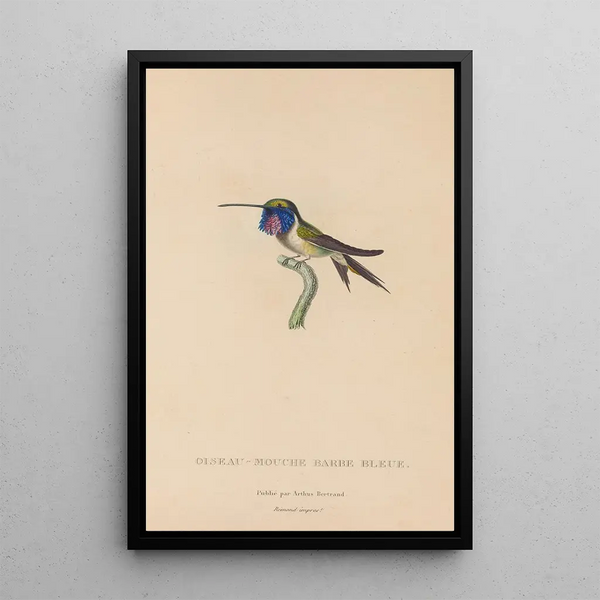 Histoire naturelle des oiseaux-mouches Pl05 - René Primevère Lesson — indrammet kunstværk på væggen