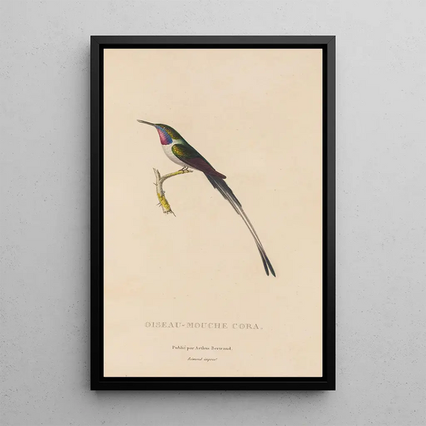 Histoire naturelle des oiseaux-mouches Pl06 - René Primevère Lesson — indrammet kunstværk på væggen