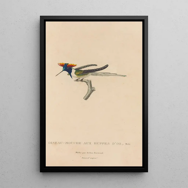 Histoire naturelle des oiseaux-mouches Pl07 - René Primevère Lesson — indrammet kunstværk på væggen