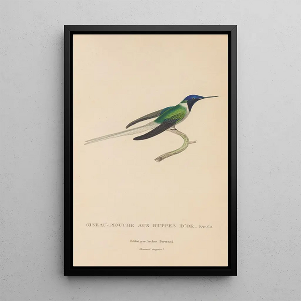 Histoire naturelle des oiseaux-mouches Pl08 - René Primevère Lesson — indrammet kunstværk på væggen
