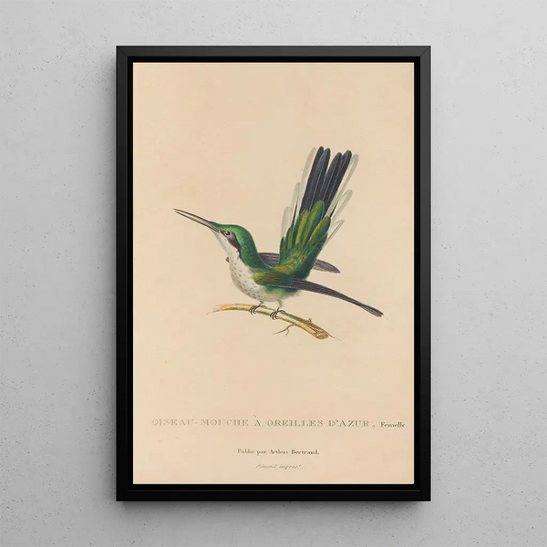 Histoire naturelle des oiseaux-mouches Pl11 - René Primevère Lesson — indrammet kunstværk på væggen