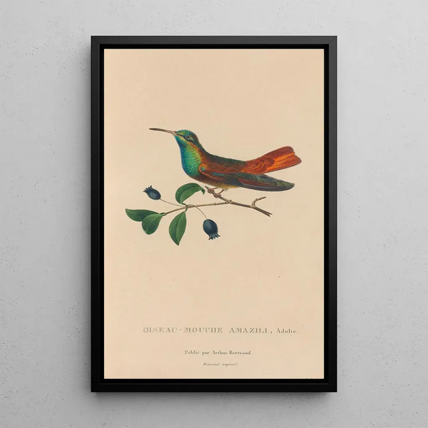 Histoire naturelle des oiseaux-mouches Pl13 - René Primevère Lesson — indrammet kunstværk på væggen