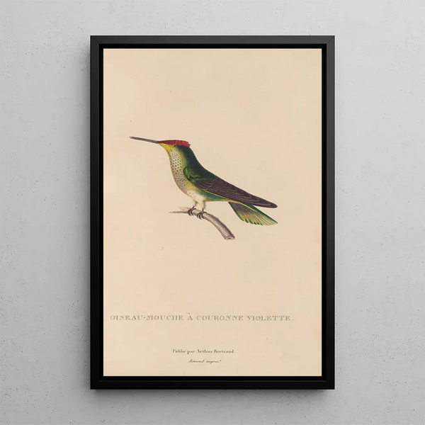 Histoire naturelle des oiseaux-mouches Pl14 - René Primevère Lesson — indrammet kunstværk på væggen
