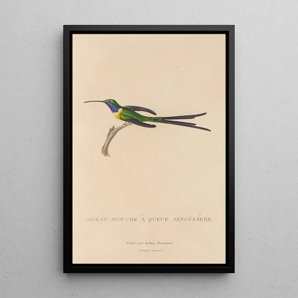 Histoire naturelle des oiseaux-mouches Pl15 - René Primevère Lesson — indrammet kunstværk på væggen