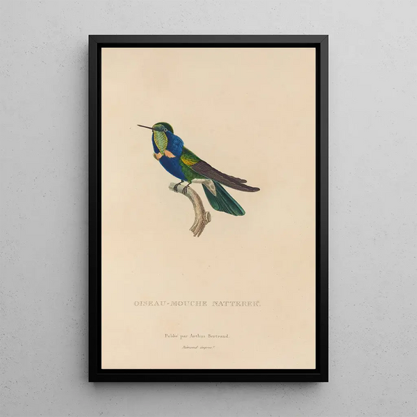 Histoire naturelle des oiseaux-mouches Pl16 - René Primevère Lesson — indrammet kunstværk på væggen