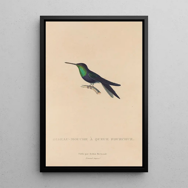 Histoire naturelle des oiseaux-mouches Pl18 - René Primevère Lesson — indrammet kunstværk på væggen