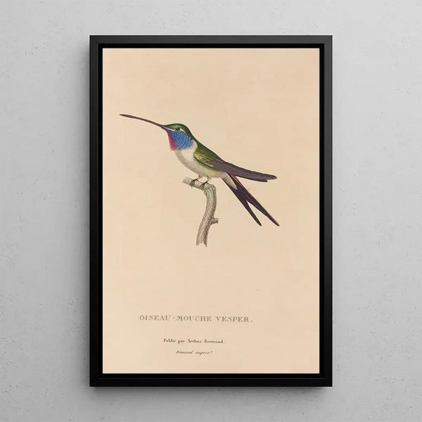 Histoire naturelle des oiseaux-mouches Pl19 - René Primevère Lesson — indrammet kunstværk på væggen