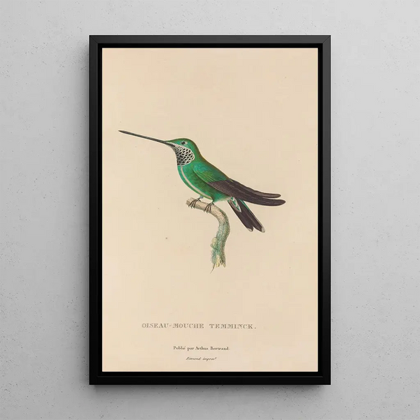 Histoire naturelle des oiseaux-mouches Pl20 - René Primevère Lesson — indrammet kunstværk på væggen