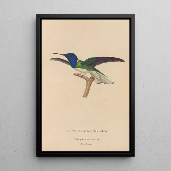 Histoire naturelle des oiseaux-mouches Pl21 - René Primevère Lesson — indrammet kunstværk på væggen