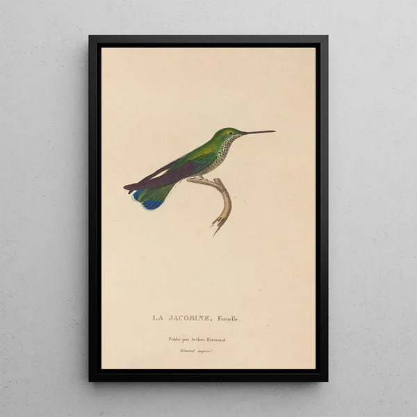 Histoire naturelle des oiseaux-mouches Pl22 - René Primevère Lesson — indrammet kunstværk på væggen