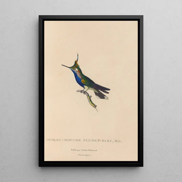 Histoire naturelle des oiseaux-mouches Pl23 - René Primevère Lesson — indrammet kunstværk på væggen