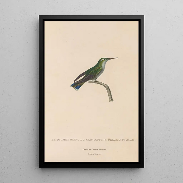 Histoire naturelle des oiseaux-mouches Pl24 - René Primevère Lesson — indrammet kunstværk på væggen