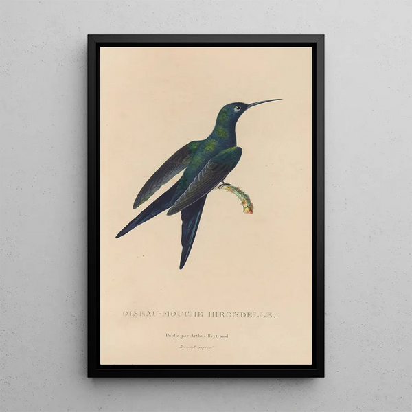 Histoire naturelle des oiseaux-mouches Pl25 - René Primevère Lesson — indrammet kunstværk på væggen