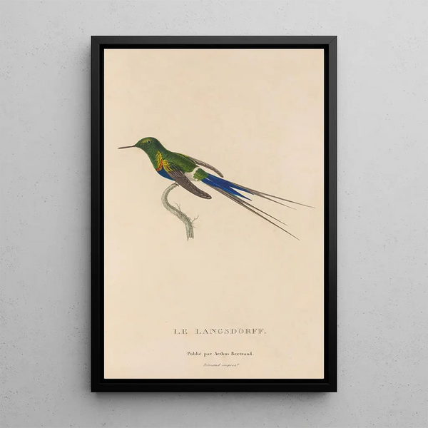 Histoire naturelle des oiseaux-mouches Pl26 - René Primevère Lesson — indrammet kunstværk på væggen