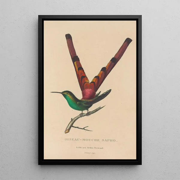 Histoire naturelle des oiseaux-mouches Pl27 - René Primevère Lesson — indrammet kunstværk på væggen