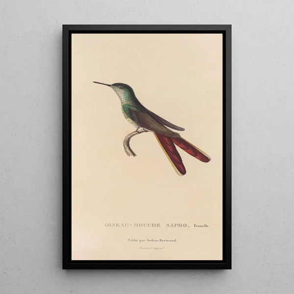 Histoire naturelle des oiseaux-mouches Pl28 - René Primevère Lesson — indrammet kunstværk på væggen