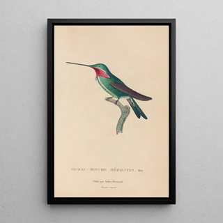 RenPrimevre Lesson - Histoire naturelle des oiseauxmouches Pl29.webp