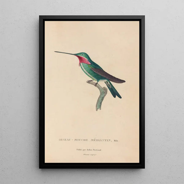 Histoire naturelle des oiseaux-mouches Pl29 - René Primevère Lesson — indrammet kunstværk på væggen