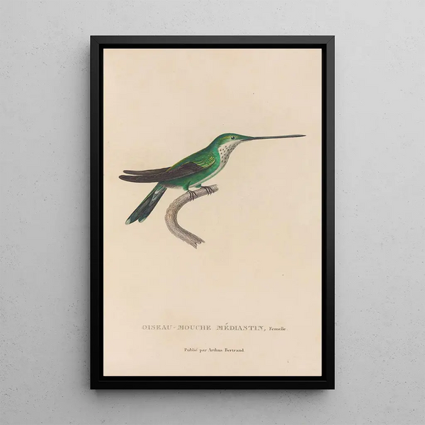 Histoire naturelle des oiseaux-mouches Pl30 - René Primevère Lesson — indrammet kunstværk på væggen