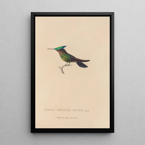 Histoire naturelle des oiseaux-mouches Pl31 - René Primevère Lesson — indrammet kunstværk på væggen