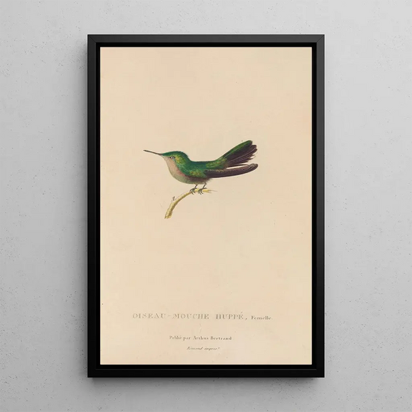 Histoire naturelle des oiseaux-mouches Pl32 - René Primevère Lesson — indrammet kunstværk på væggen