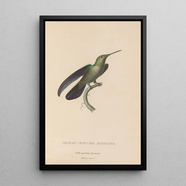 Histoire naturelle des oiseaux-mouches Pl33 - René Primevère Lesson — indrammet kunstværk på væggen