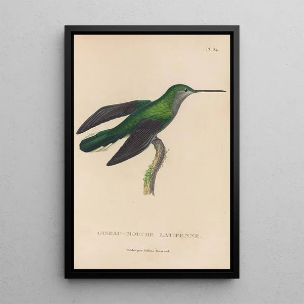 Histoire naturelle des oiseaux-mouches Pl34 - René Primevère Lesson — indrammet kunstværk på væggen