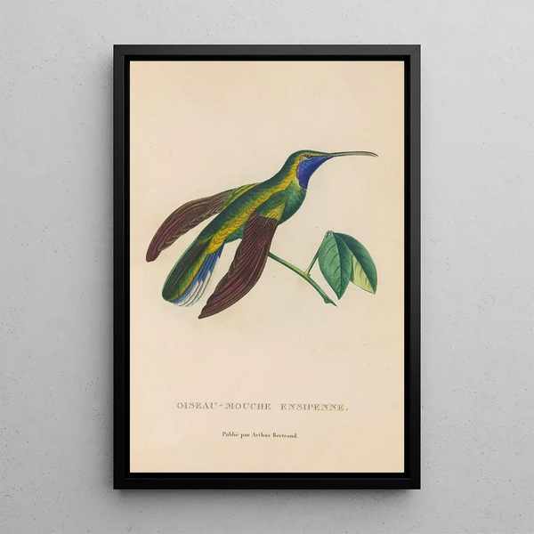 Histoire naturelle des oiseaux-mouches Pl35 - René Primevère Lesson — indrammet kunstværk på væggen