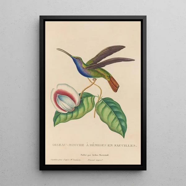Histoire naturelle des oiseaux-mouches Pl36 - René Primevère Lesson — indrammet kunstværk på væggen