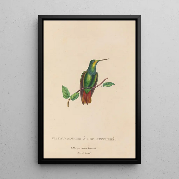 Histoire naturelle des oiseaux-mouches Pl37 - René Primevère Lesson — indrammet kunstværk på væggen