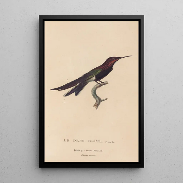 Histoire naturelle des oiseaux-mouches Pl39 - René Primevère Lesson — indrammet kunstværk på væggen
