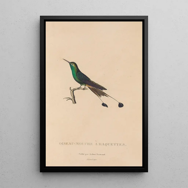 Histoire naturelle des oiseaux-mouches Pl40 - René Primevère Lesson — indrammet kunstværk på væggen