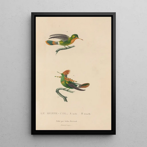Histoire naturelle des oiseaux-mouches Pl41 - René Primevère Lesson — indrammet kunstværk på væggen